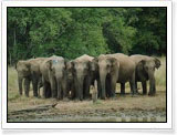 Yala - Sri Lanka
